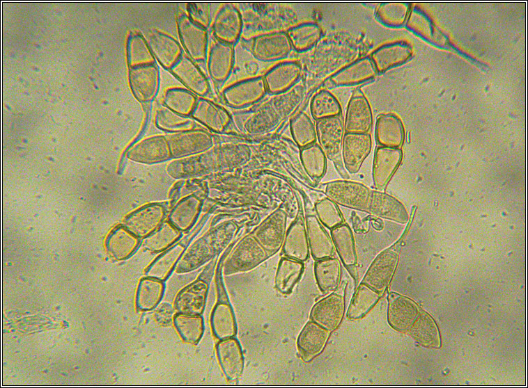 Puccinia veronicae