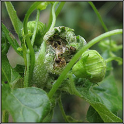 Jaapiella bryoniae