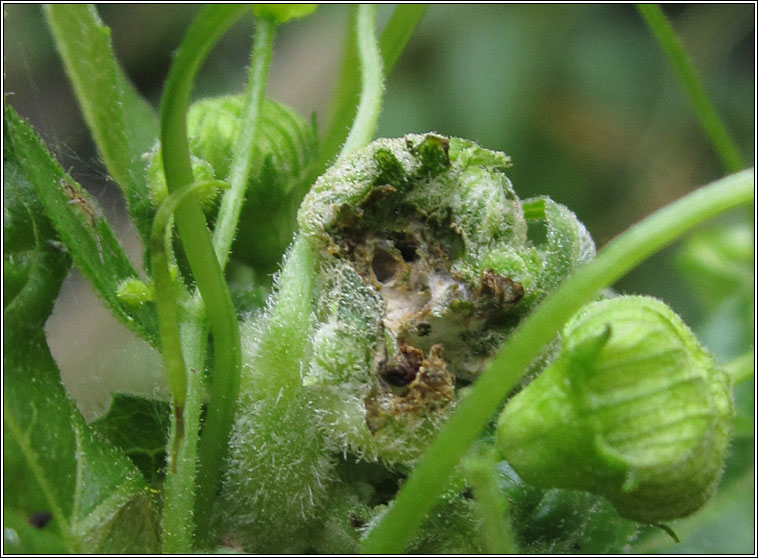 Jaapiella bryoniae