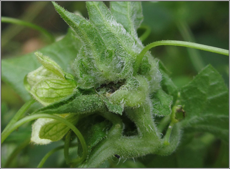 Jaapiella bryoniae