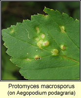 Protomyces macrosporus