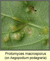Protomyces macrosporus