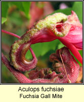 Aculops fuchsiae, Fuchsia Gall Mite