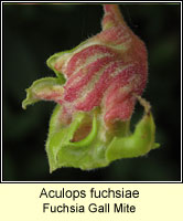 Aculops fuchsiae, Fuchsia Gall Mite
