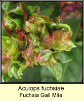 Aculops fuchsiae, Fuchsia Gall Mite