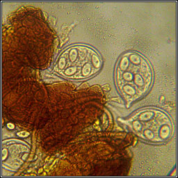 Erysiphe tortilis