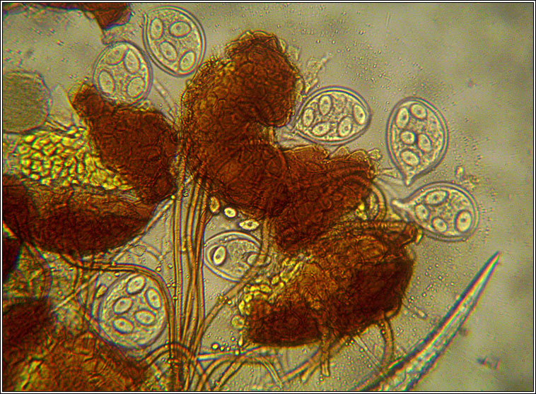 Erysiphe tortilis