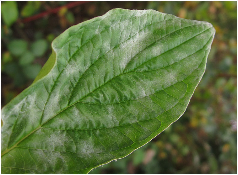 Erysiphe tortilis