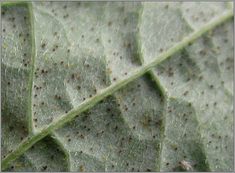 Erysiphe tortilis