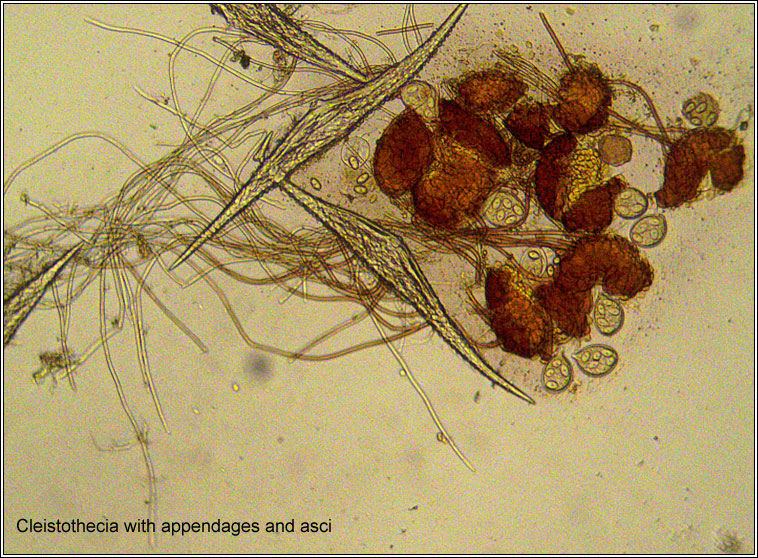 Erysiphe tortilis