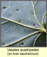 Vasates quadripedes