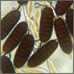 Phragmidium tuberculatum