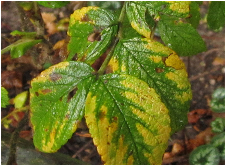 Phragmidium tuberculatum