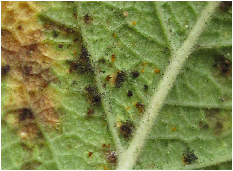 Phragmidium tuberculatum