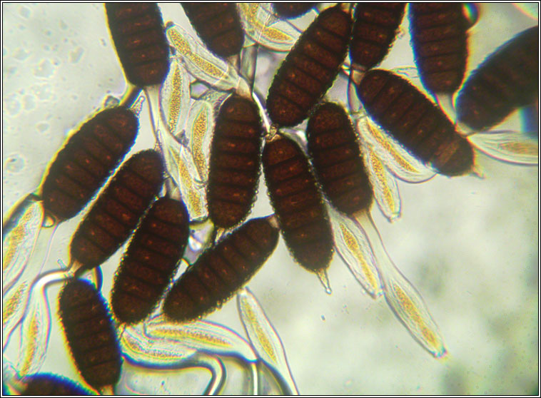 Phragmidium tuberculatum