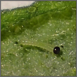 Phyllocolpa sp