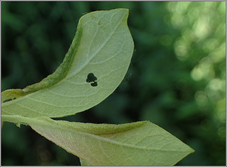 Phyllocolpa sp
