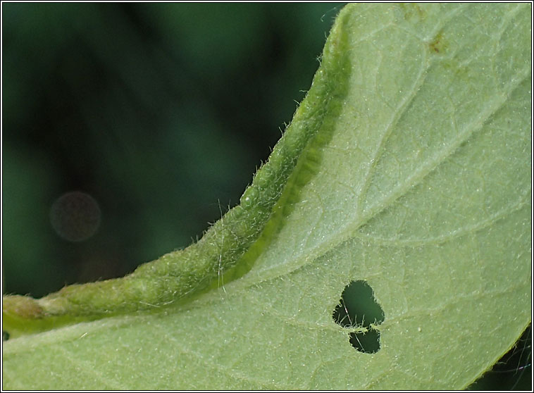 Phyllocolpa sp