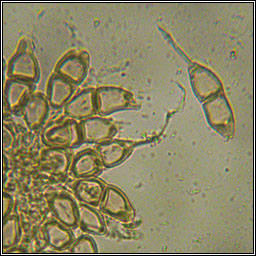 Puccinia circaea