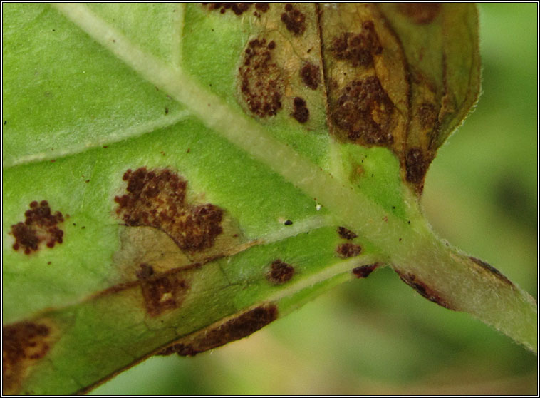 Puccinia circaea