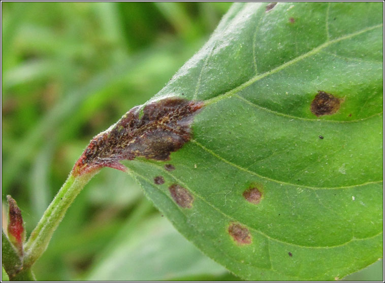 Puccinia circaea