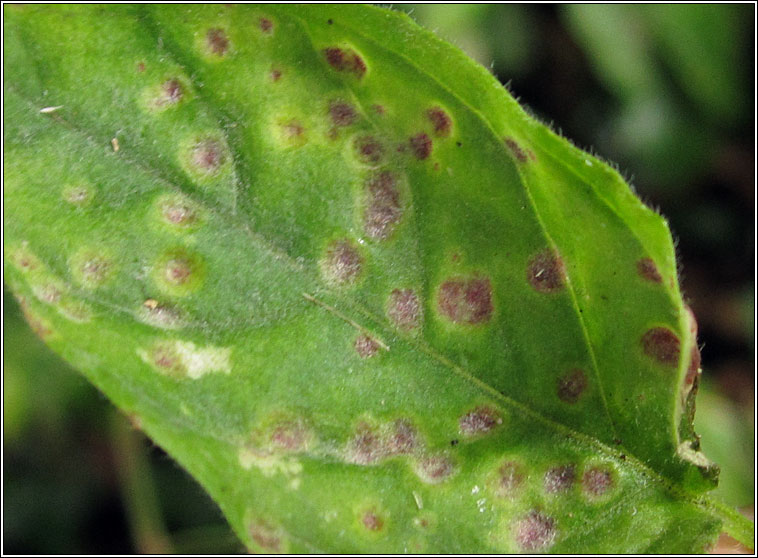 Puccinia circaea