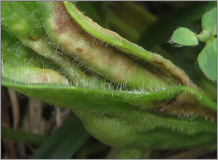 Ditylenchus dipsaci