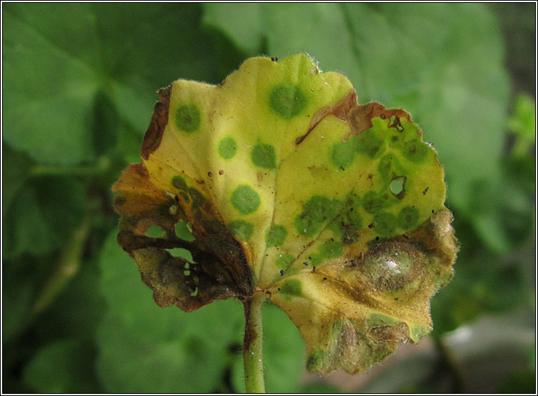 Puccinia pelargonii-zonalis