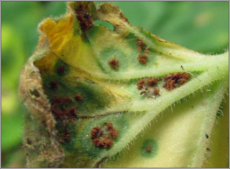 Puccinia pelargonii-zonalis