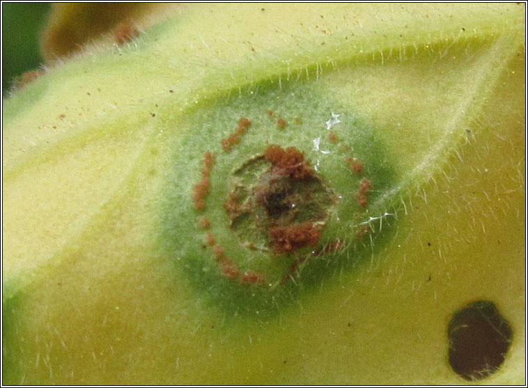 Puccinia pelargonii-zonalis