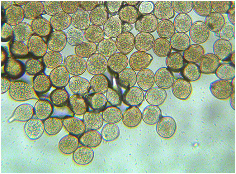 Puccinia pelargonii-zonalis