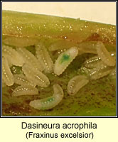 Dasineura acrophila