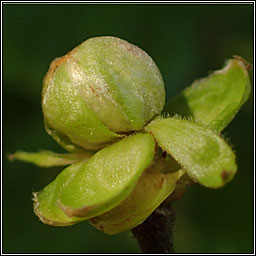 Cecidophyes vermiformis