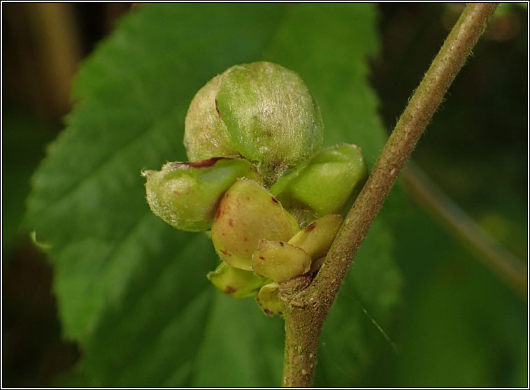 Cecidophyes vermiformis