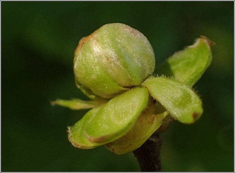 Cecidophyes vermiformis
