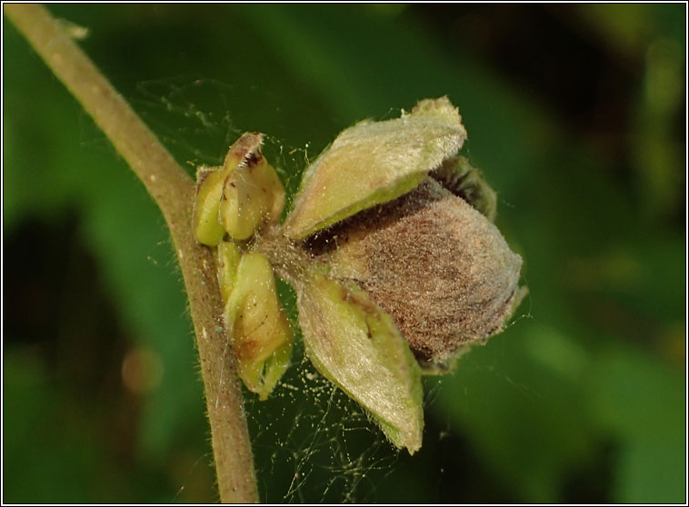 Cecidophyes vermiformis