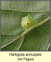 Hartigiola annulipes