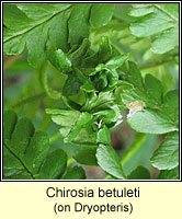 Chirosia betuleti