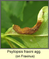 Psyllopsis fraxini agg