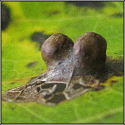 Harmandiola globuli