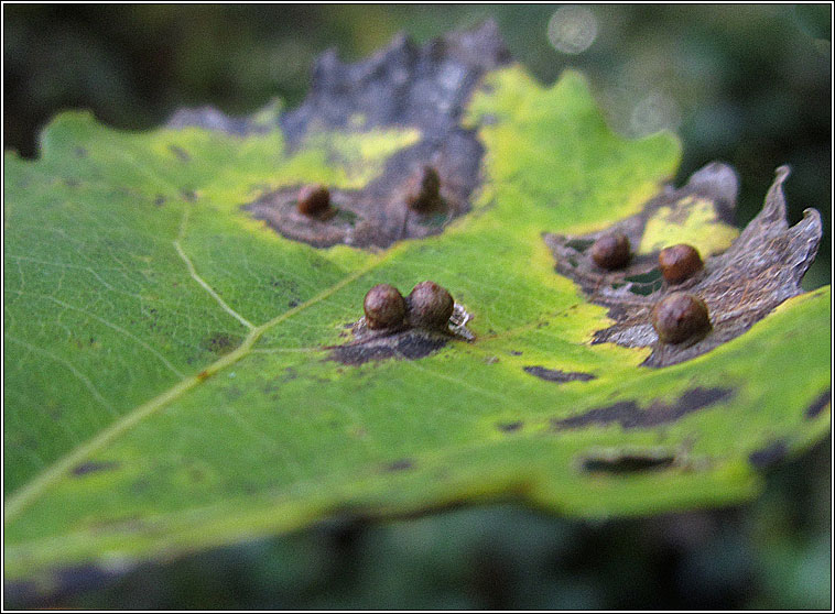 Harmandiola globuli