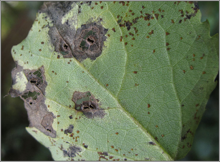 Harmandiola globuli
