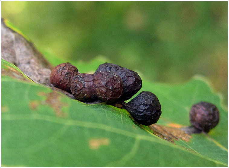 Harmandiola globuli