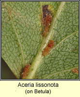 Aceria lissonota