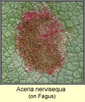 Aceria nervisequa