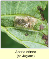 Aceria erinea