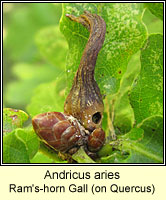 Andricus aries, Ram's-horn Gall
