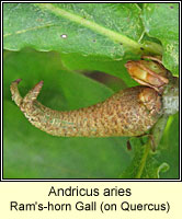 Andricus aries, Ram's-horn Gall