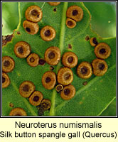Neuroterus numismalis, Silk button spangle gall