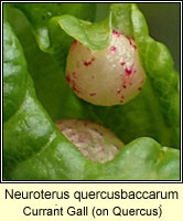 Neuroterus quercusbaccarum, Currant Gall
